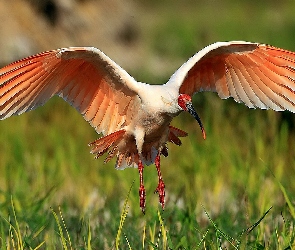Rozmycie, Ibis, Lato, Łąka