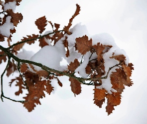 Liście, Śnieg