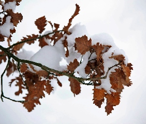 Śnieg, Liście