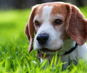 Beagle, Trawa, Obroża