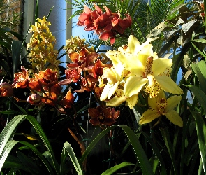 Orchidee, Piękne