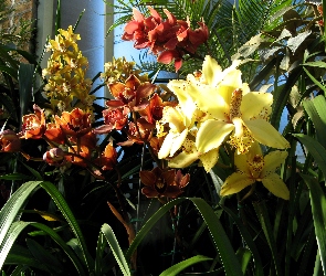 Piękne, Orchidee