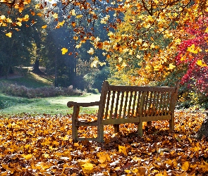 Park, Światło, Liście, Jesień, Drzewa, Ławka, Kolorowe