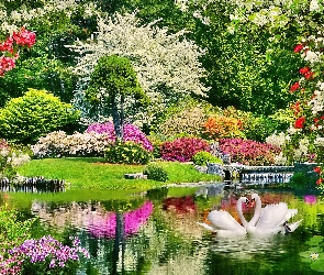 Łabędzie, Staw, Wiosna, Park