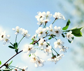 Kwitnąca, Owocowe, Drzewo, Gałązka