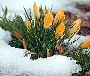 Rozmycie, Śnieg, Kępa, Wiosna, Żółtych, Krokusów