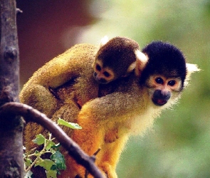 Drzewo, Squirrel Monkey, Dwie, Małpki