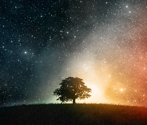 Drzewko, Trawa, Niebo, Ciemne, Miliony, Gwiazd