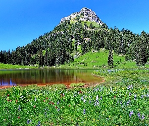 Stany Zjednoczone, Łąka, Park Narodowy Mount Rainier, Jezioro Tipsoo, Stan Waszyngton