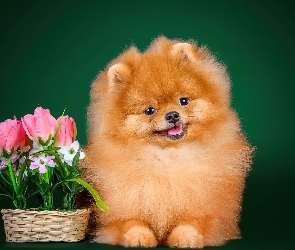 Koszyk, Pomeranian, Szpic miniaturowy, Piesek, Tulipany