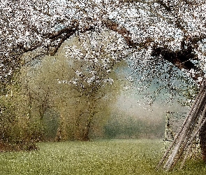 Płotek, Okwiecone, Obraz, Malarstwo, Ogródek, Drzewo