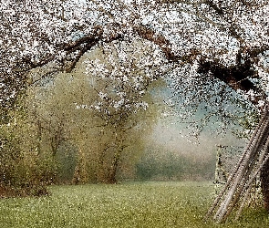 Malarstwo, Obraz, Płotek, Drzewo, Okwiecone, Ogródek