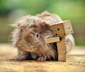 Świnka, Morska, Danbo