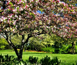 Ogród Botaniczny, Wiosna, Chicago