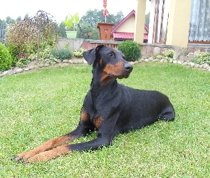 Doberman