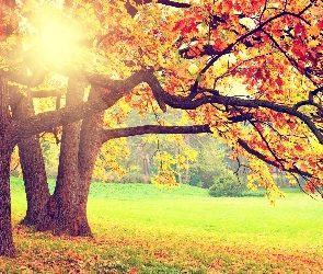 Słońca, Promienie, Drzewa, Jesień, Liście, Park, Kolorowe