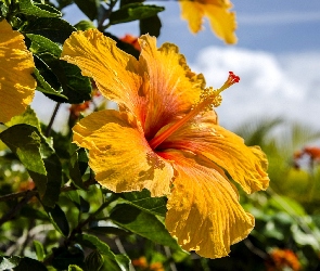 Żółty, Hibiskus