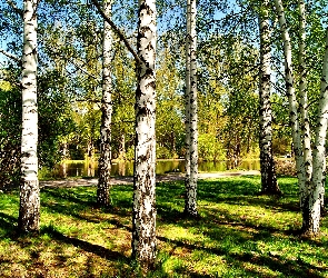 Lato, Rzeka, Park, Brzozy