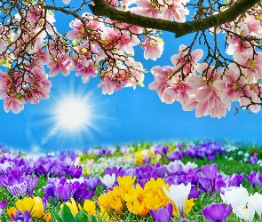 Wiosna, Słońce, Wiosenne, Kwiaty