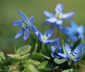 Niebieskie, Kwiaty, Cebulice Syberyjskie