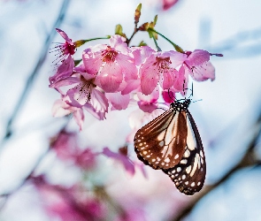 Owocowego, Makro, Motyl, Drzewa, Kwiaty