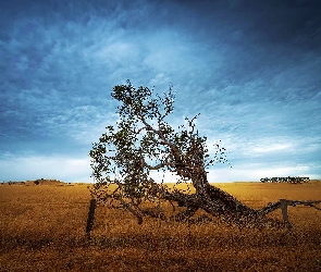 Przewrócone, Ogrodzenie, Drzewo