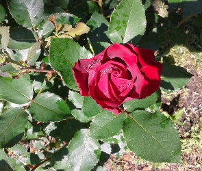 Czerwona, Róża, Lato