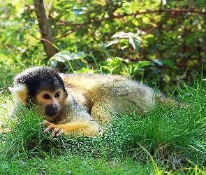 Trawa, Squirrel, Małpka