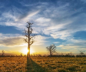 Zachód, Drzewa, Słońca