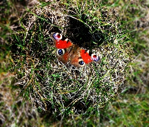 Motyl, Trawa