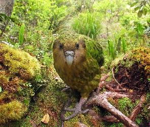 Lato, Kakapo, Dżungla