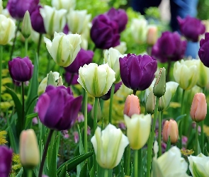 Wiosna, Fioletowe Tulipany, Biało, Park