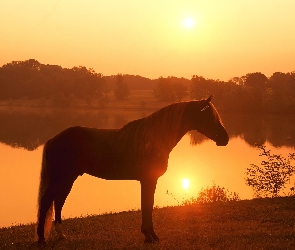 Koń, Jezioro, Zachód Słońca