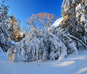 Zima, Drzewa, Śnieg