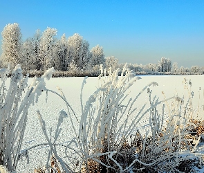 Jezioro, Trzciny, Drzewa, Oszronione, Zima