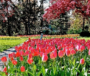 Przebijające, Tulipany, Park, Światło, Drzewa, Wiosna, Kwitnące