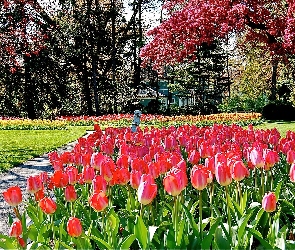 Park, Wiosna, Światło, Drzewa, Tulipany, Przebijające, Kwitnące