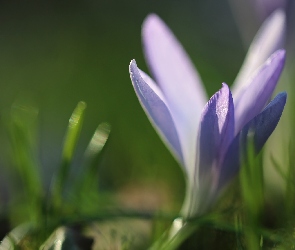 Wiosna, Kwiat, Liliowy, Krokus