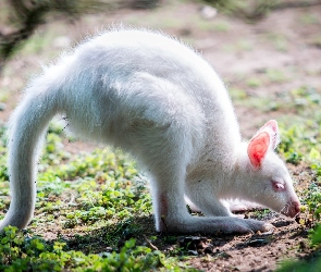 Albinos, Las, Kangur