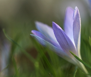 Wiosna, Kwiat, Liliowy, Krokus