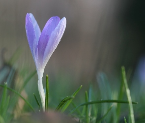 Wiosna, Kwiat, Liliowy, Krokus