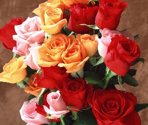 Bukiet, Róż, Kolorowych