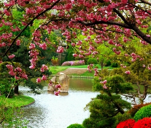 Kwitnące, Drzewo, Wiosna, Rzeka, Park, Klomby