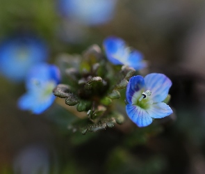 Przetacznik, Kwiaty, Niebieskie
