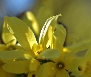 Forsycja, Kwiaty, Żółte