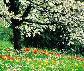 Wiosna, Trawa, Drzewo, Kwiaty, Kwitnące