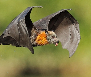 Nietoperz