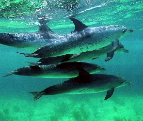 Delfiny, Ocean