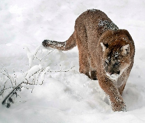 Puma, W Śniegu, Zima