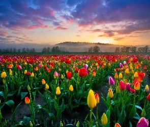Zachód, Słońca, Tulipany